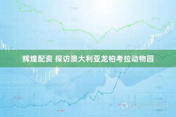 辉煌配资 探访澳大利亚龙柏考拉动物园